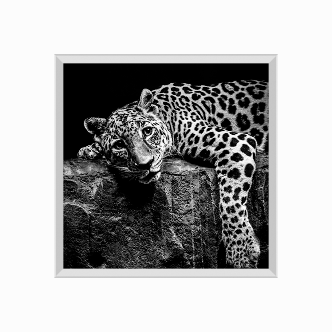Leopard on Rock