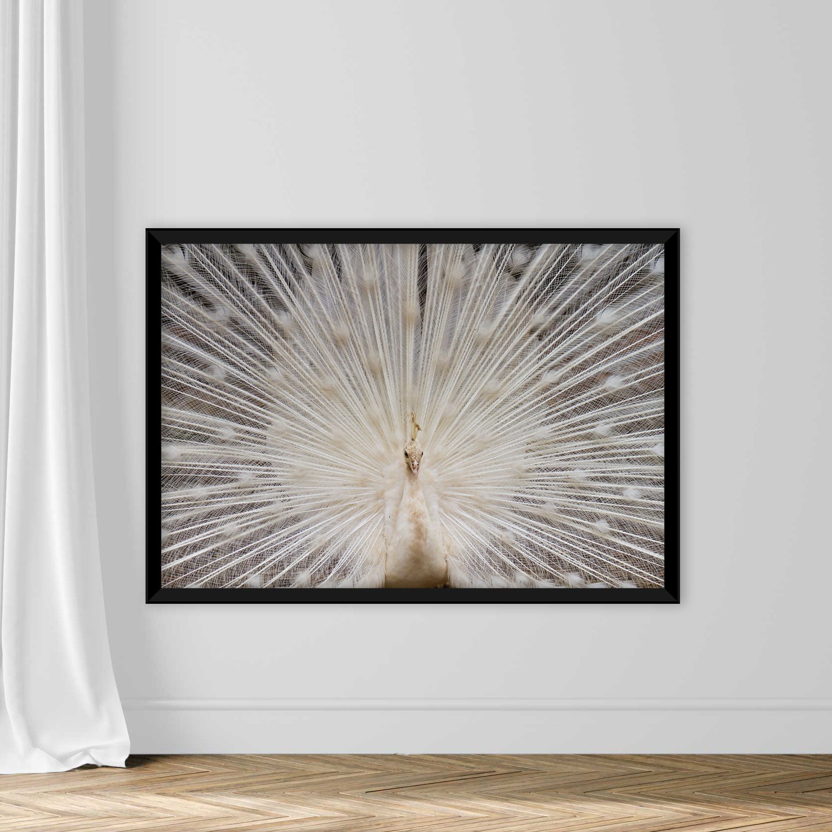 Peacock - Image 2