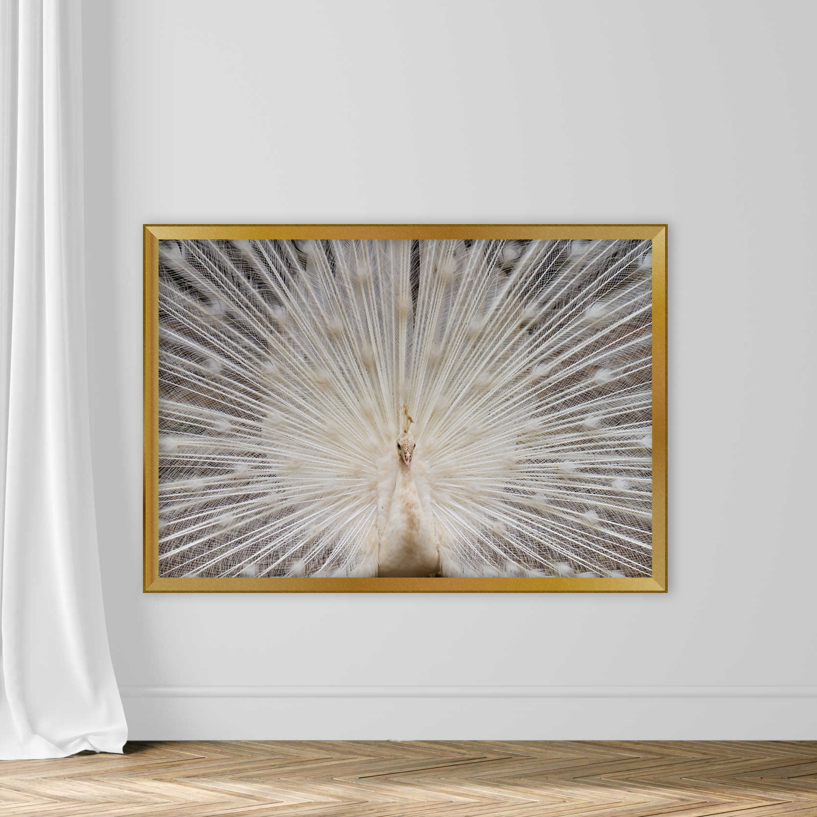Peacock - Image 3