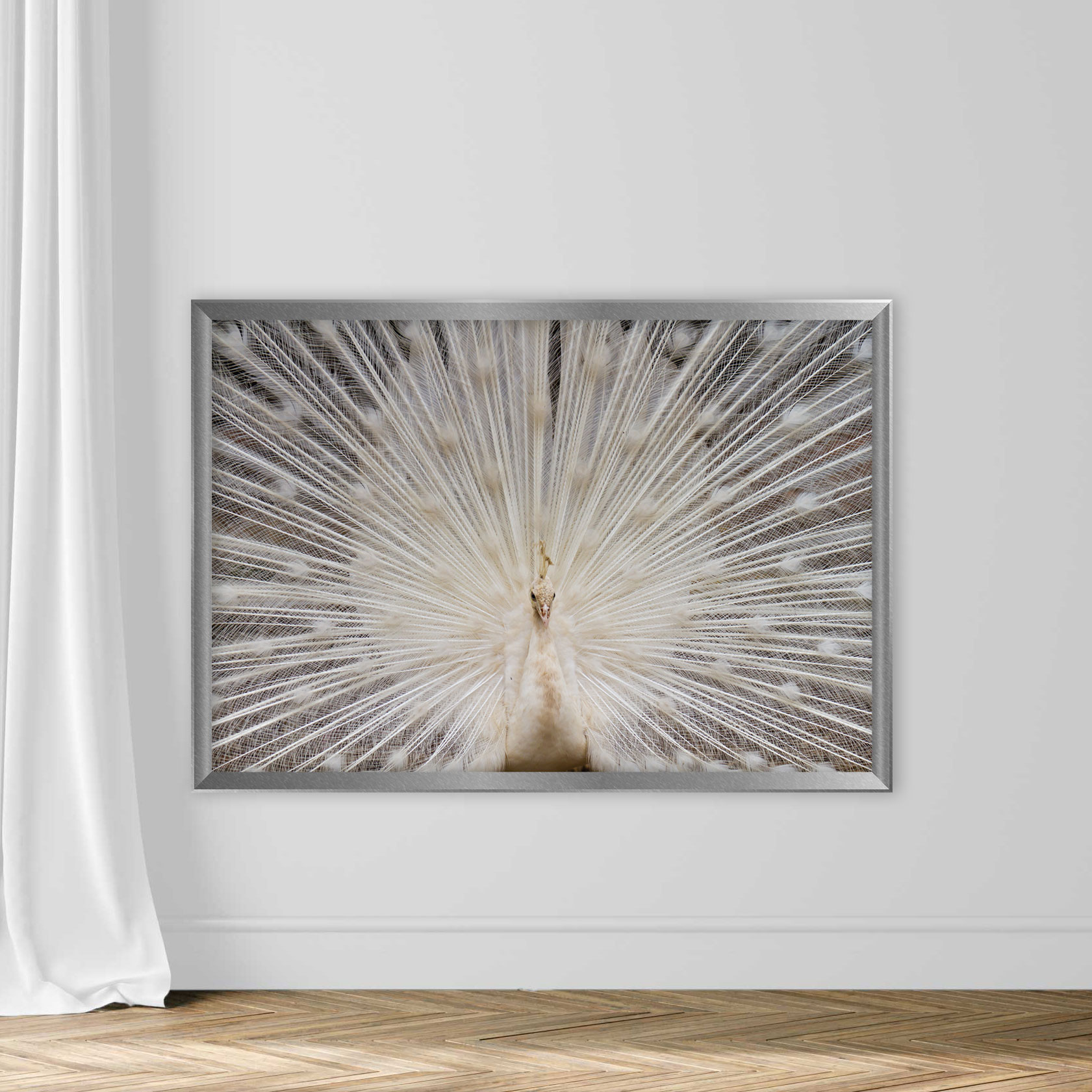 Peacock - Image 4