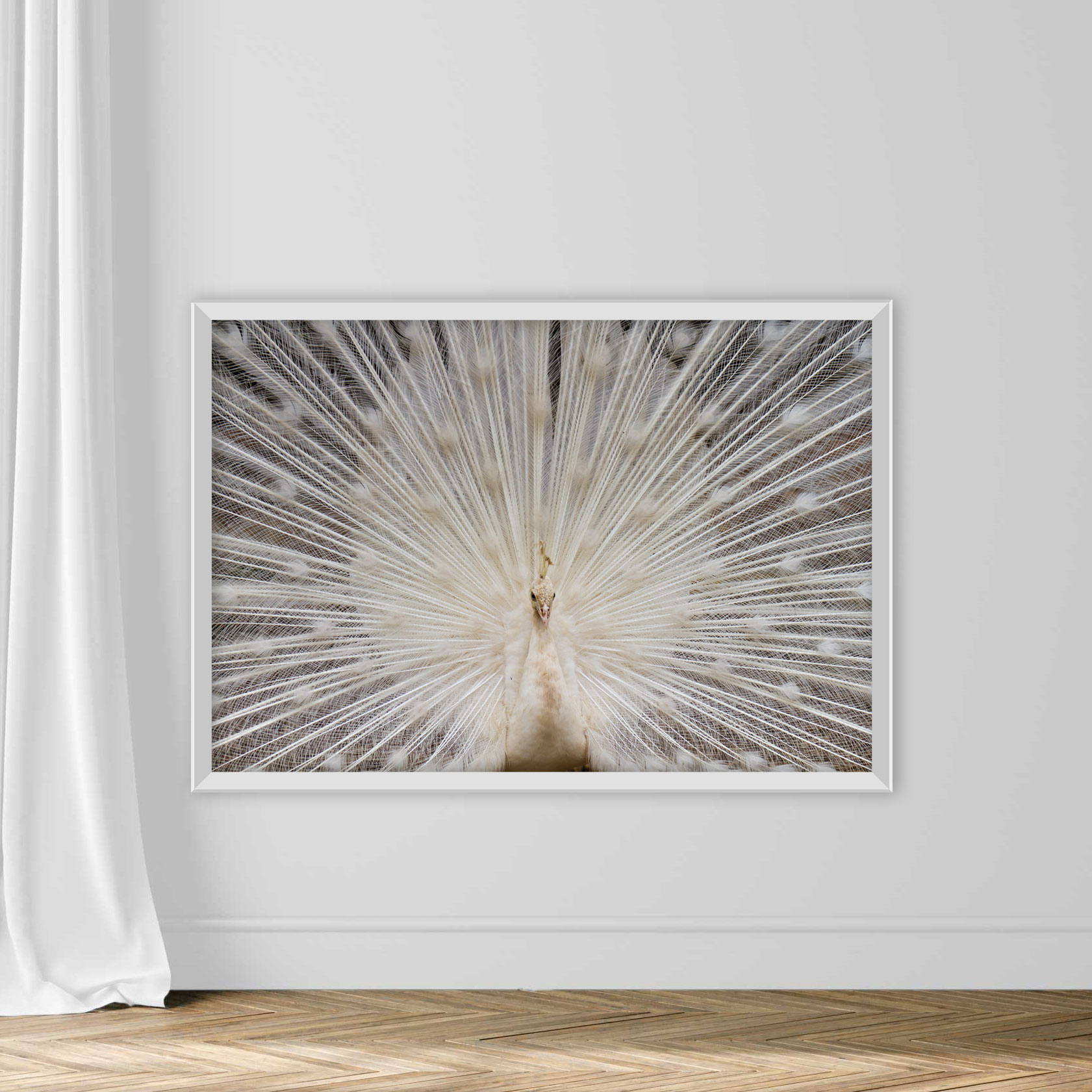 Peacock - Image 5