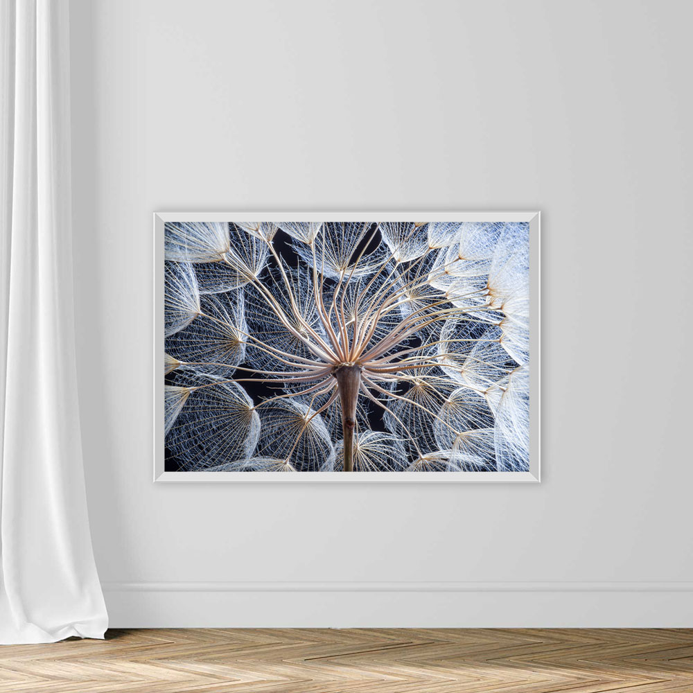 Dandelion - Image 2