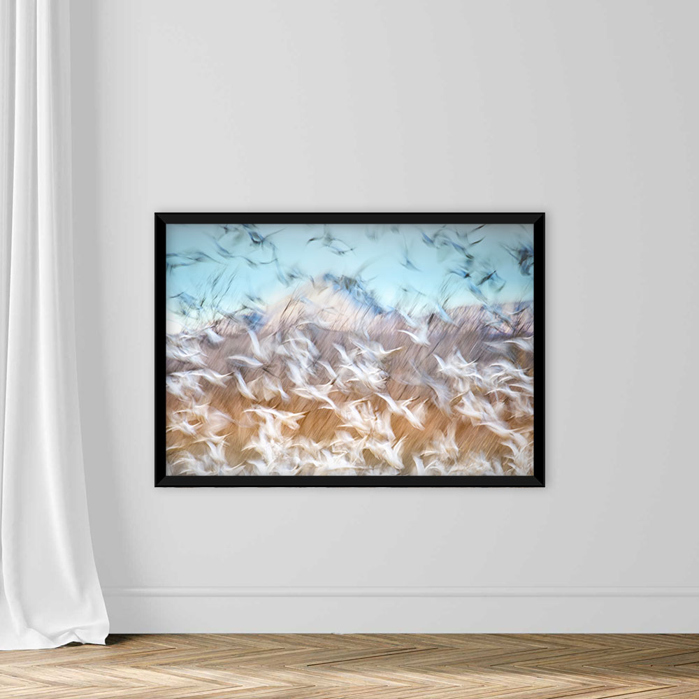 Blue Sky and Snow Geese Blur at Bosque Del Apache - Image 5