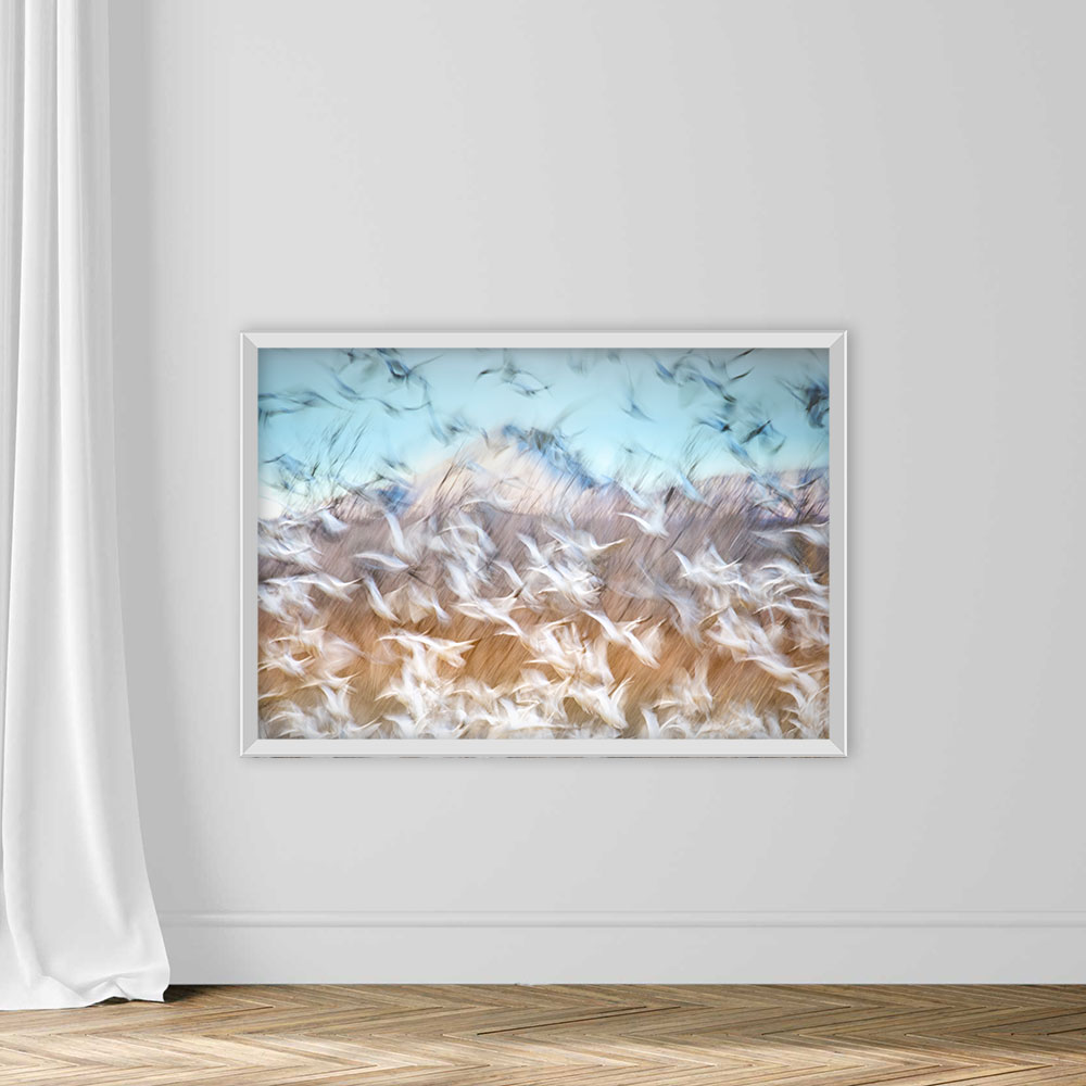 Blue Sky and Snow Geese Blur at Bosque Del Apache - Image 2