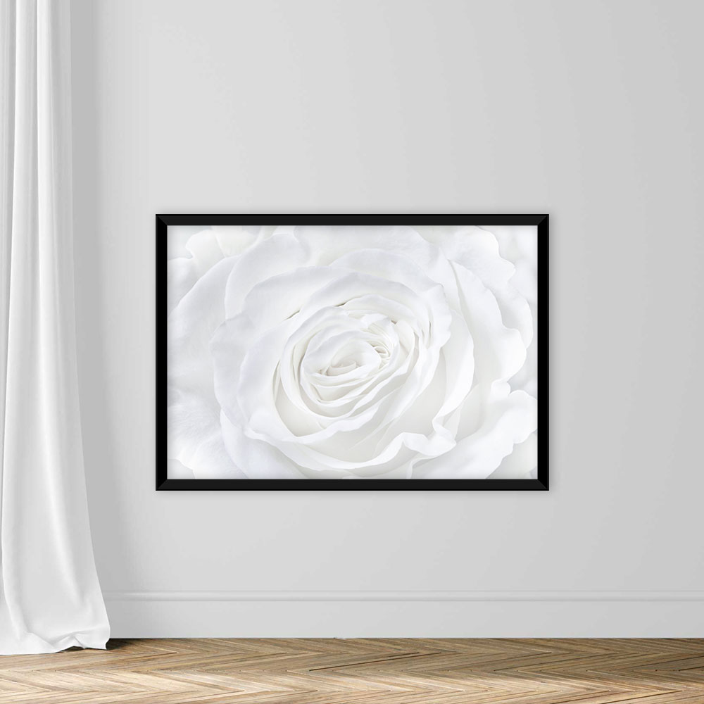 White rose background - Image 3