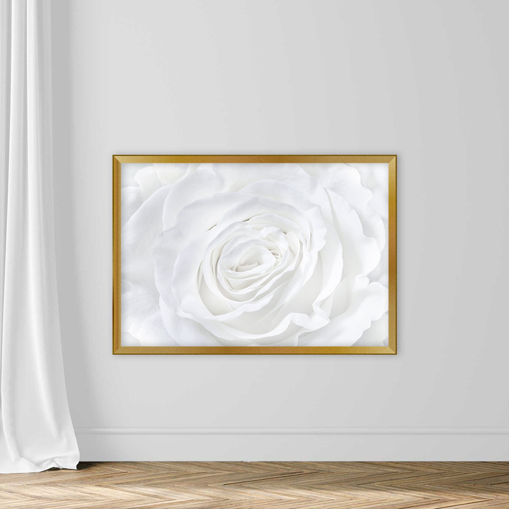 White rose background - Image 5