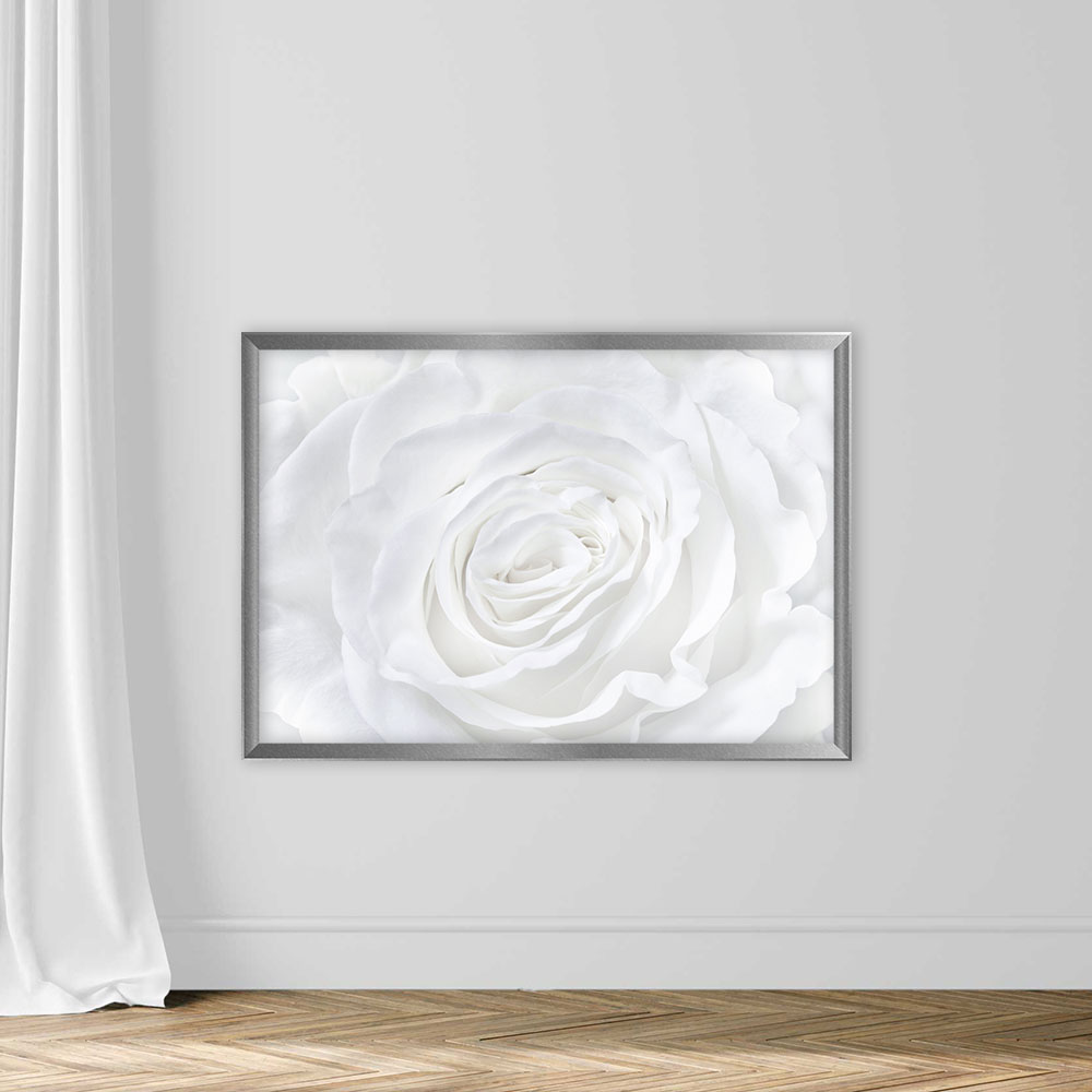 White rose background - Image 4