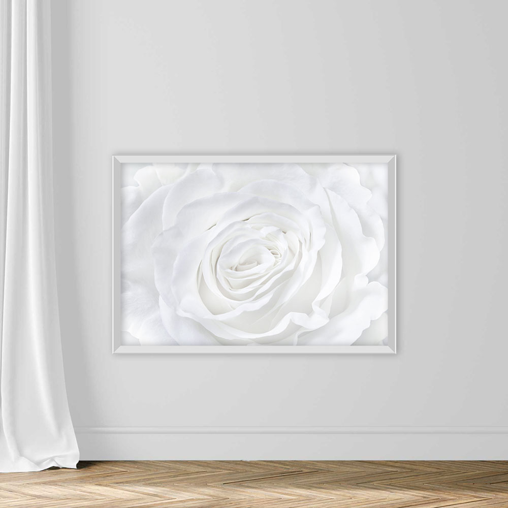 White rose background - Image 2