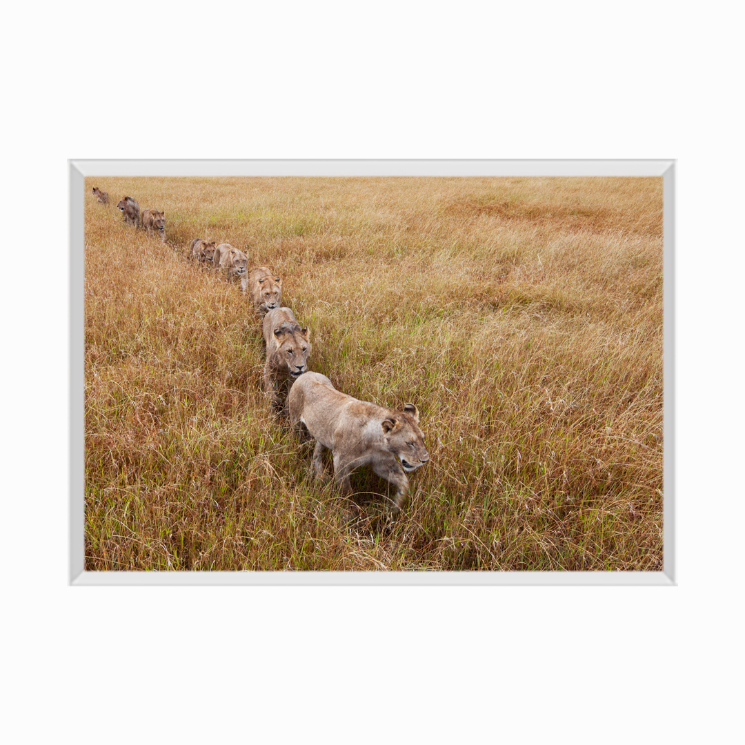 Lion pride walking through grass