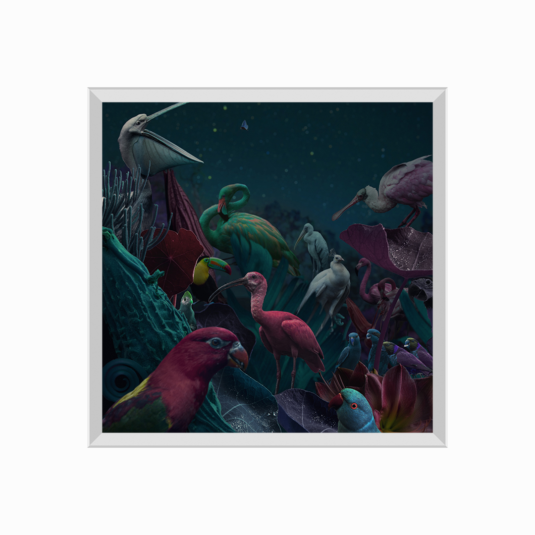 Wild Birds in Nature