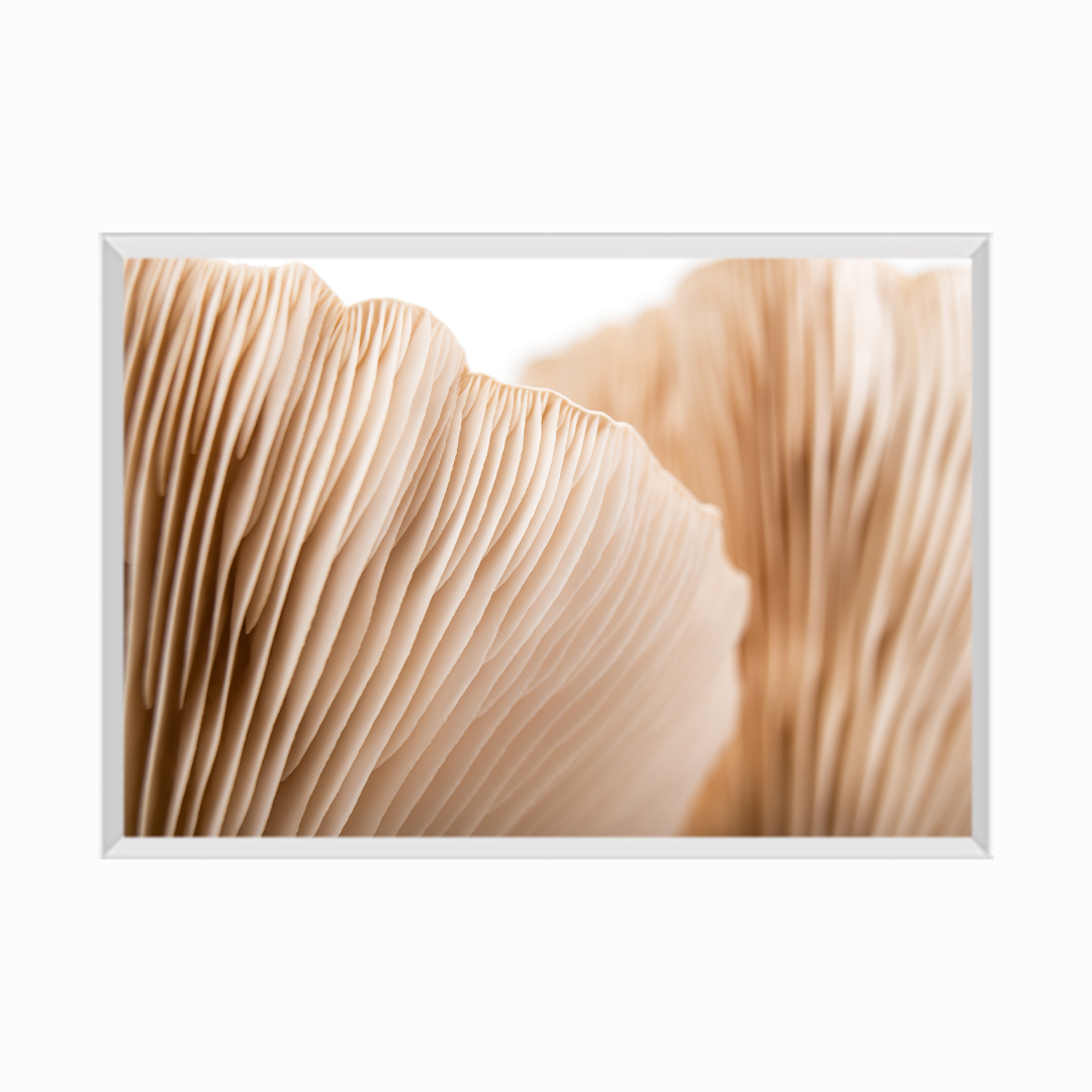 Macro Mushroom Pattern Abstract Soft Design