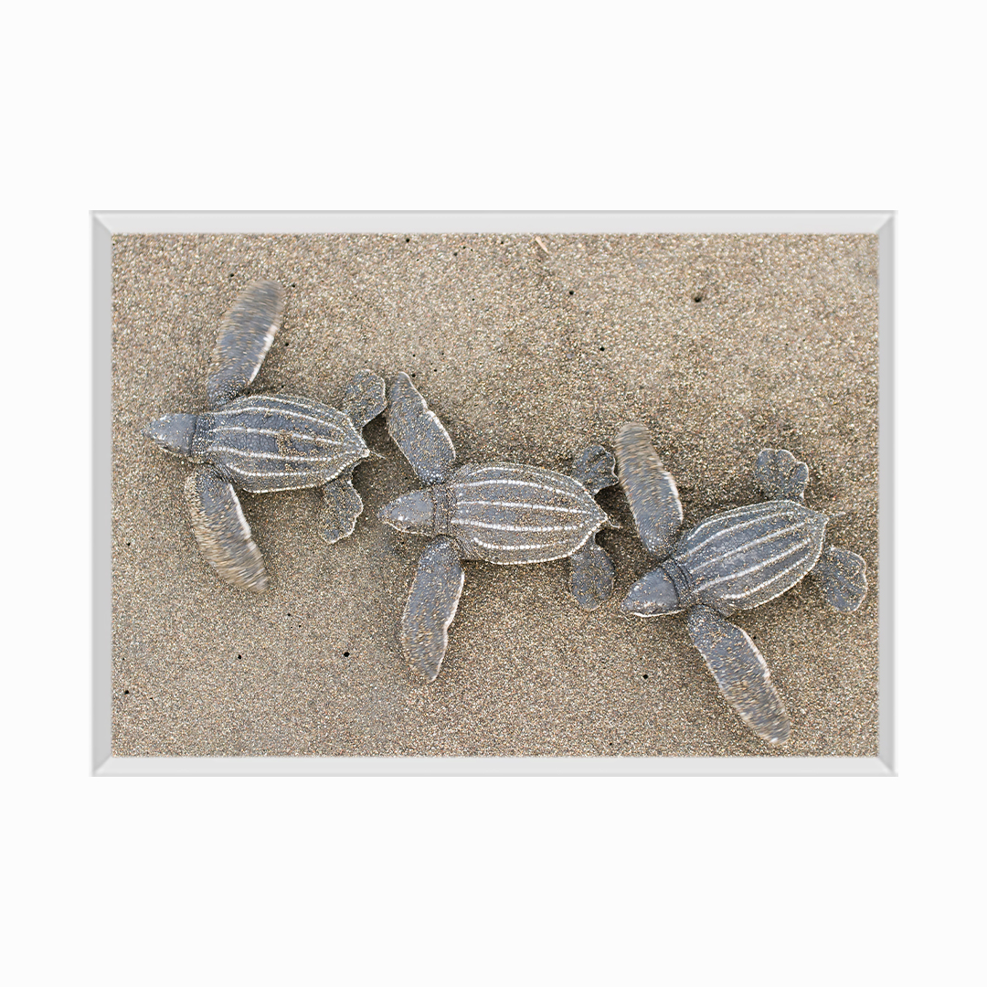 Baby Leatherback Sea Turtles