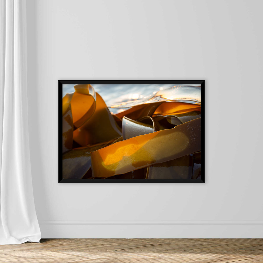 Pieces of kelp seaweed washed up on the shore - Image 3