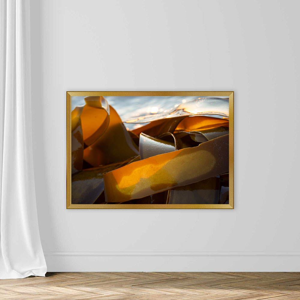 Pieces of kelp seaweed washed up on the shore - Image 5