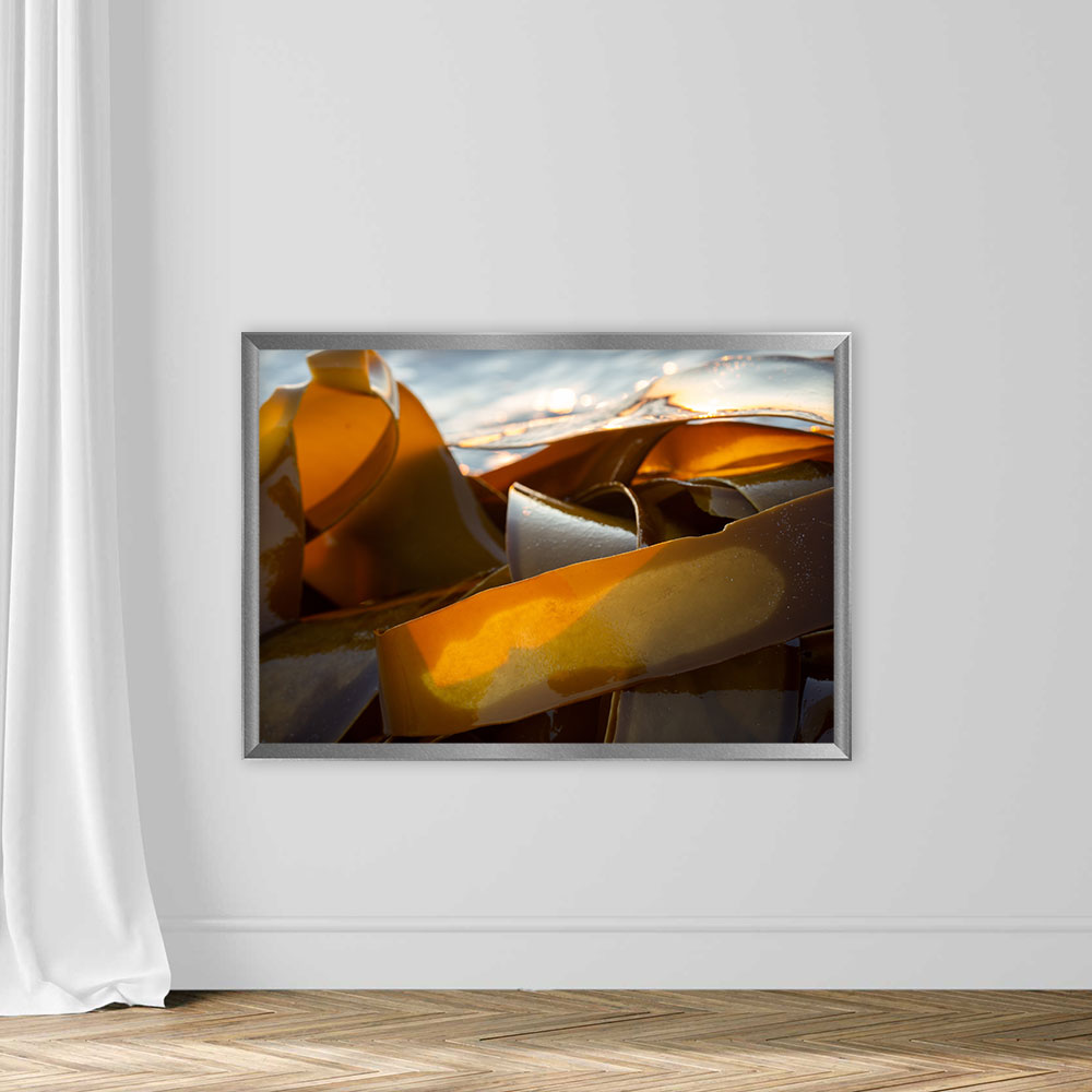 Pieces of kelp seaweed washed up on the shore - Image 4