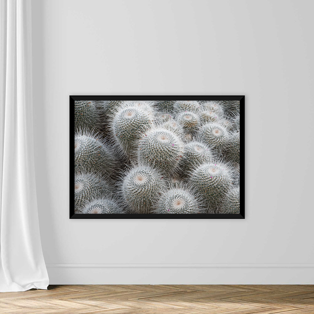 Cactus - Image 3