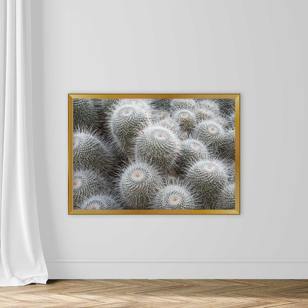 Cactus - Image 5
