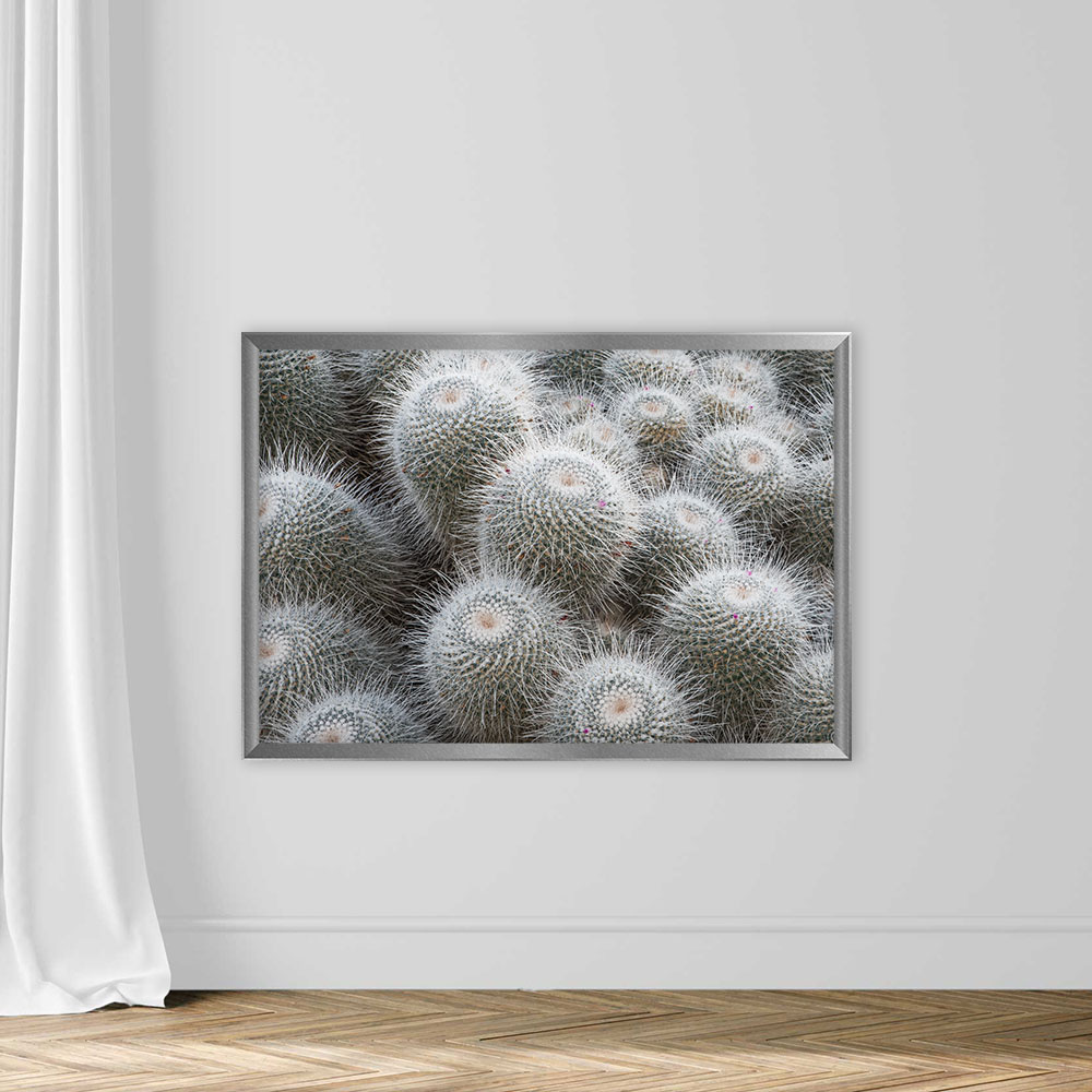 Cactus - Image 4
