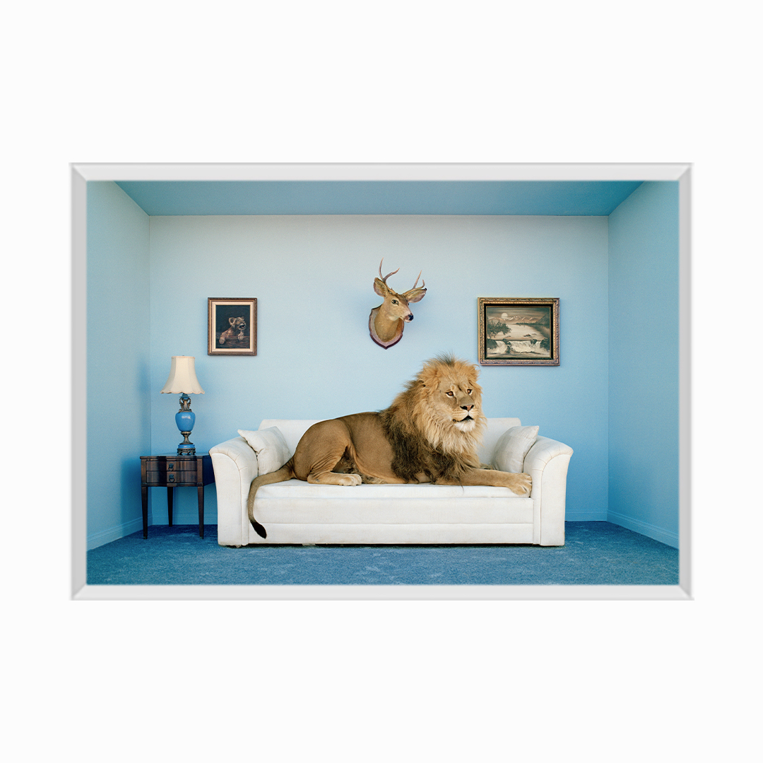 Lion lying on couch, side view