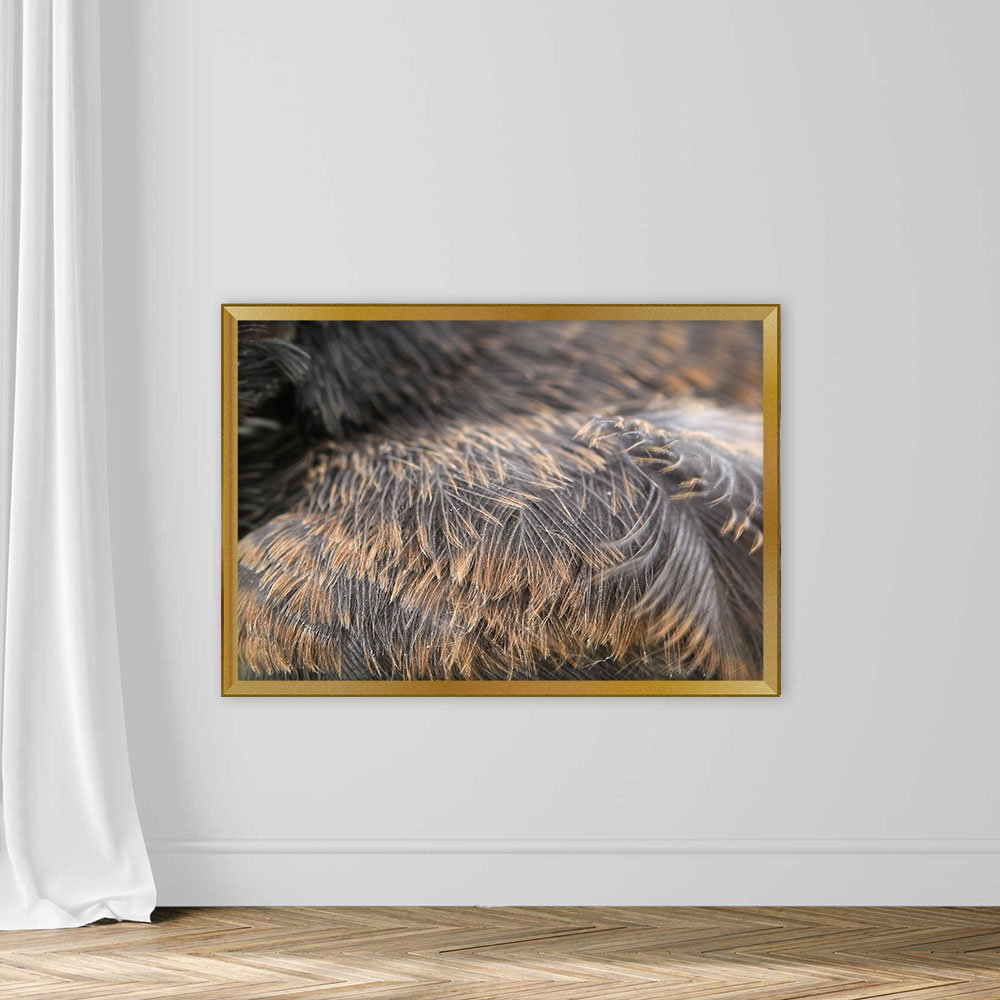Texture of Bird Feathers - Image 5