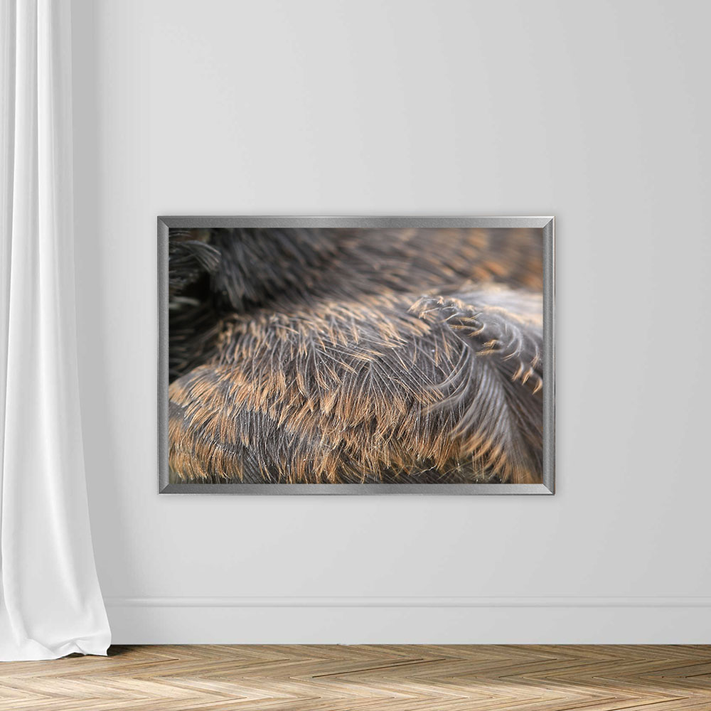 Texture of Bird Feathers - Image 4
