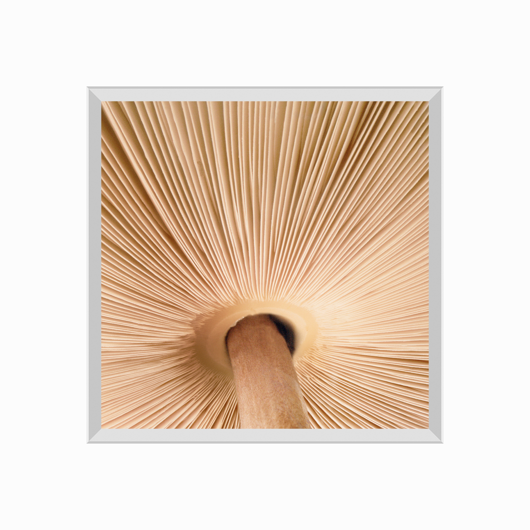 Mushroom Gills