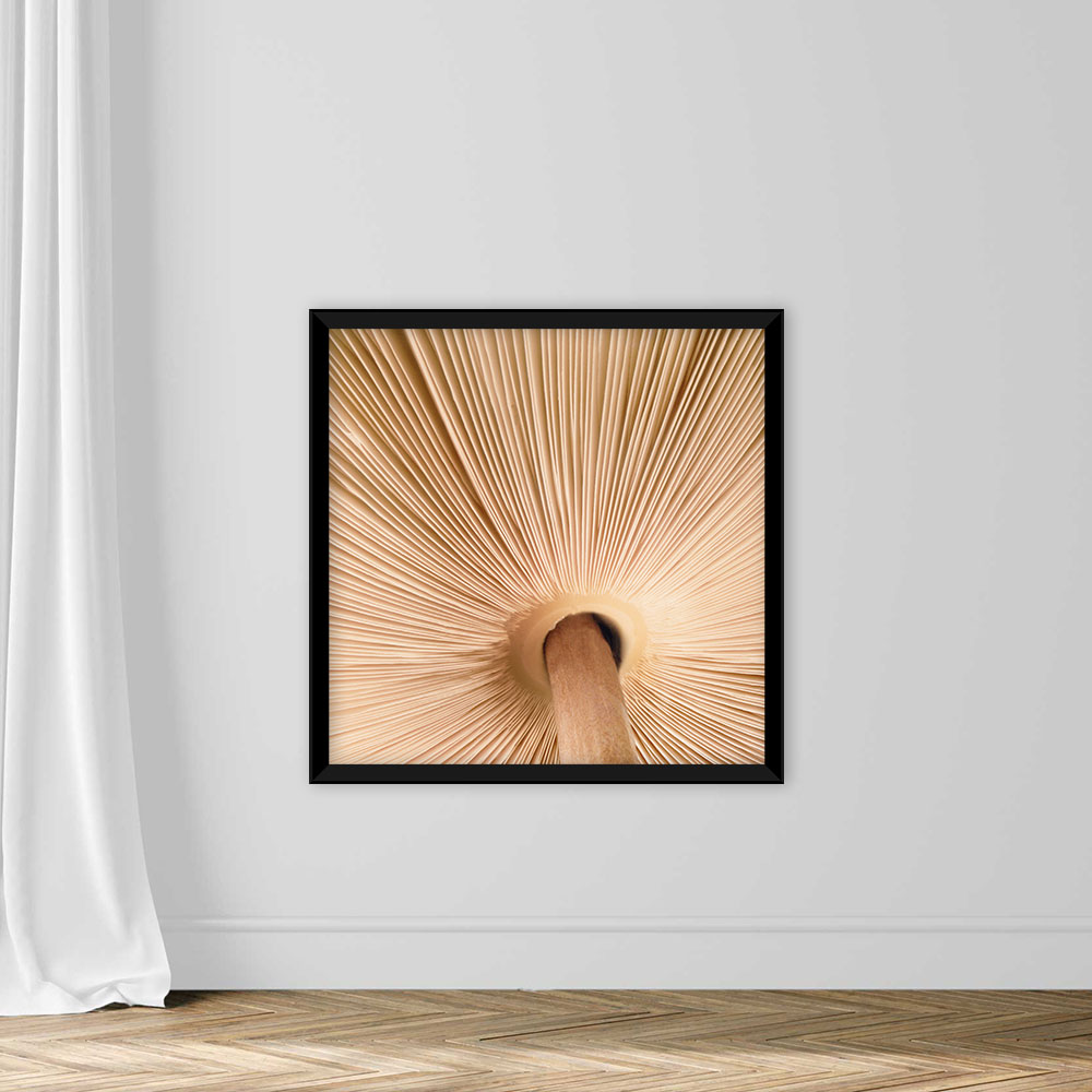 Mushroom Gills - Image 3