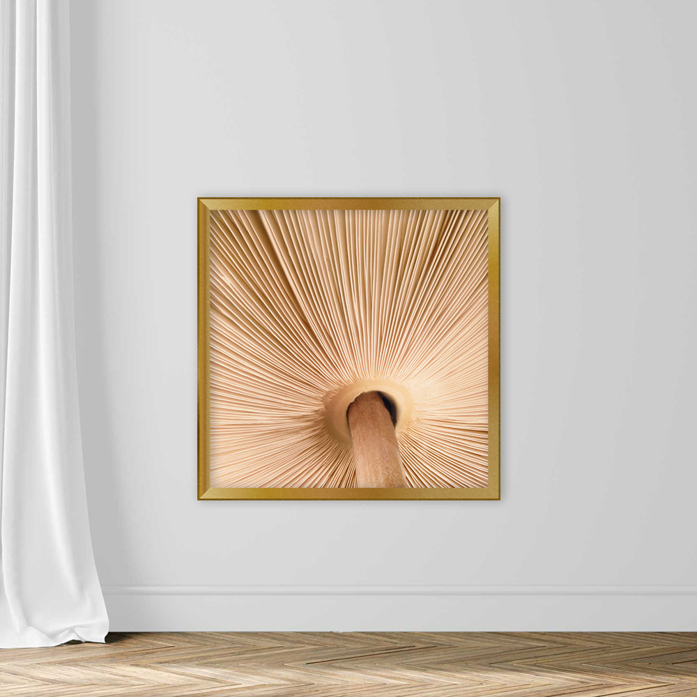 Mushroom Gills - Image 5
