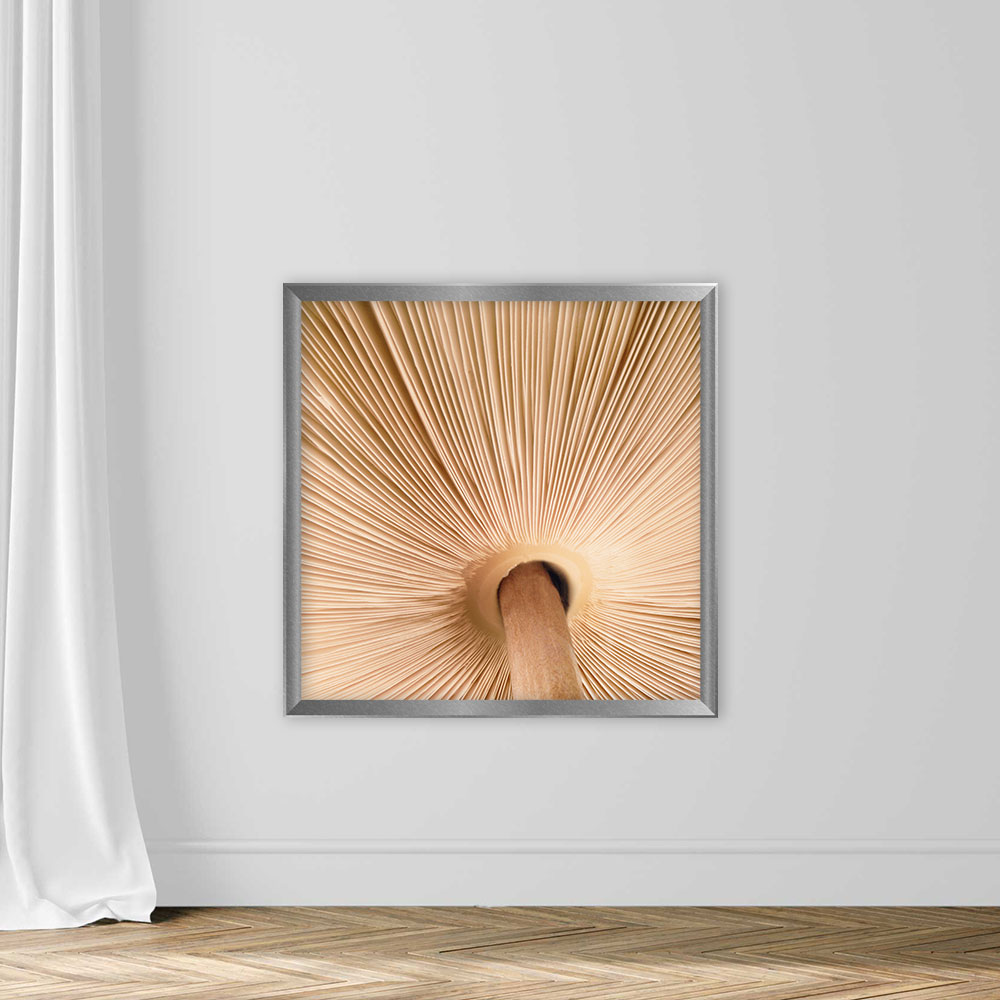 Mushroom Gills - Image 4