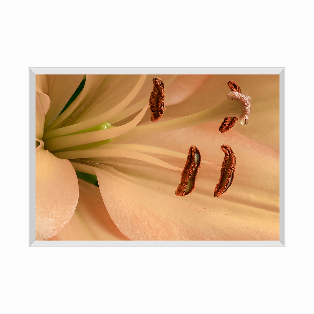Lilly Flower