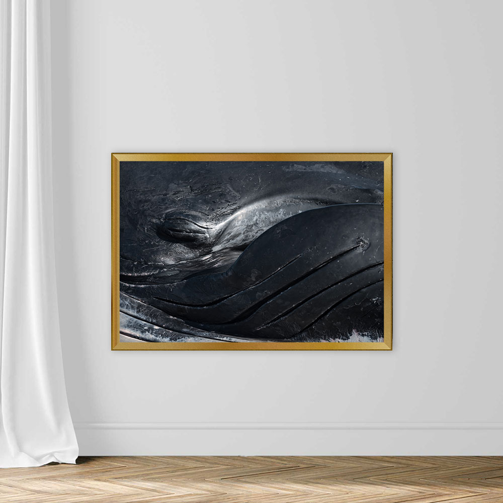 Deceased Male Humpback Whale - Image 5