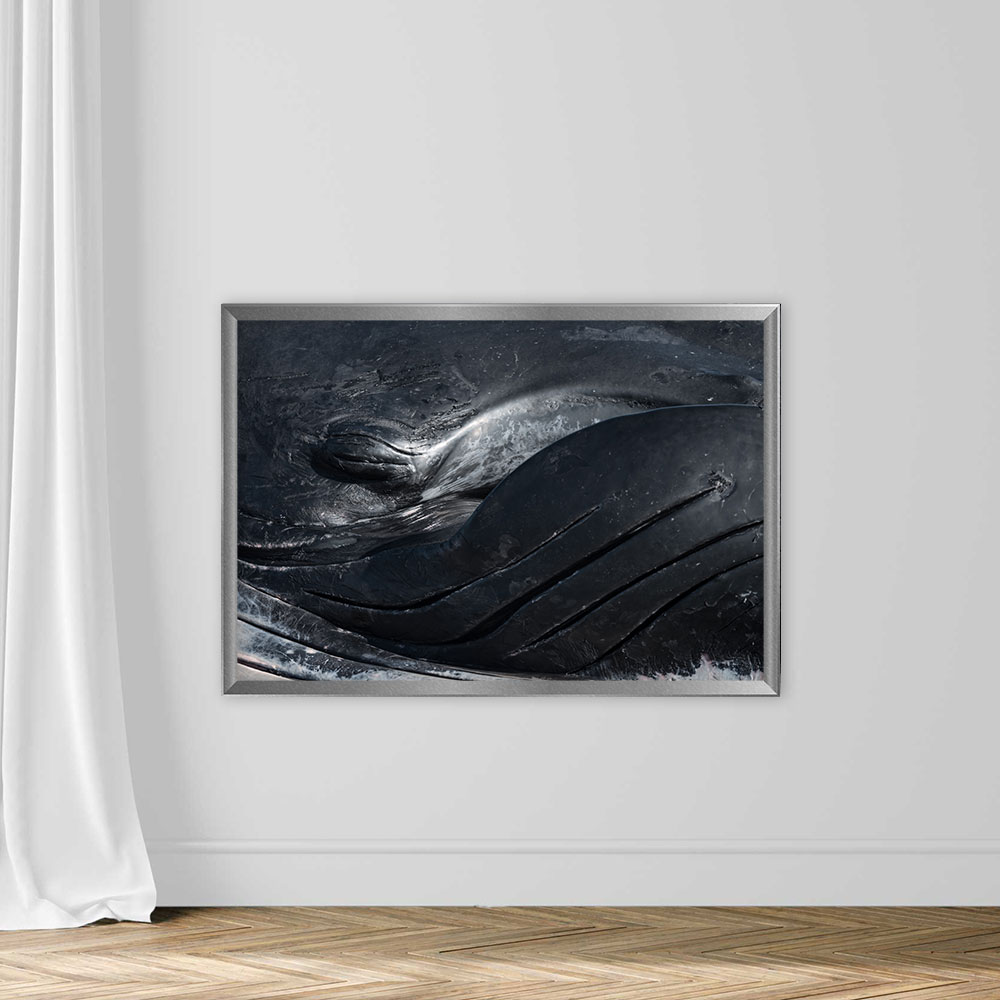 Deceased Male Humpback Whale - Image 4
