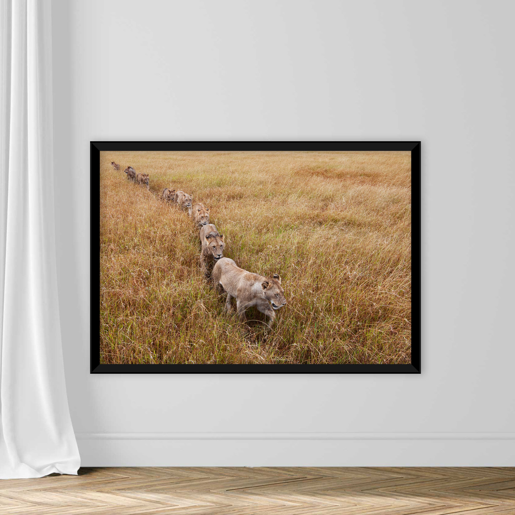 Lion pride walking through grass - Image 3