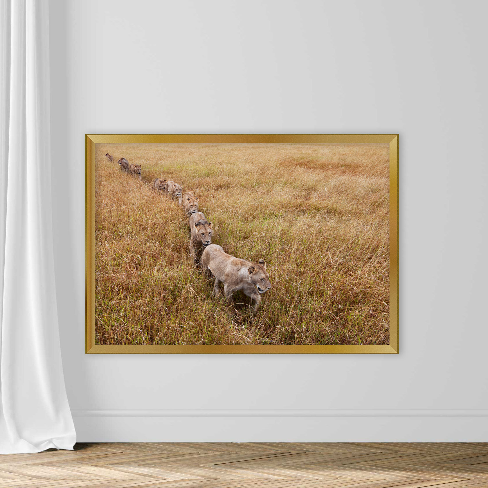 Lion pride walking through grass - Image 5