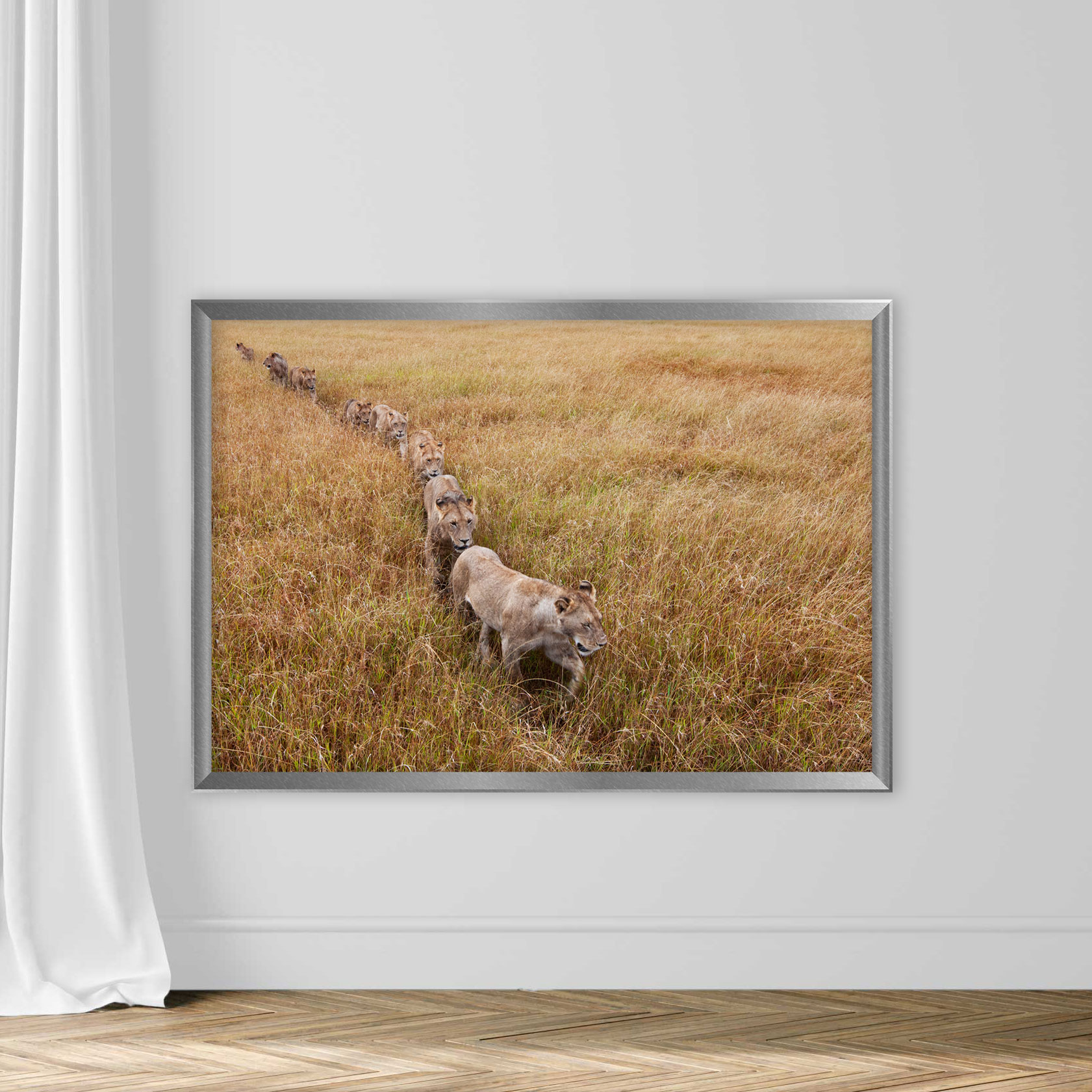 Lion pride walking through grass - Image 4