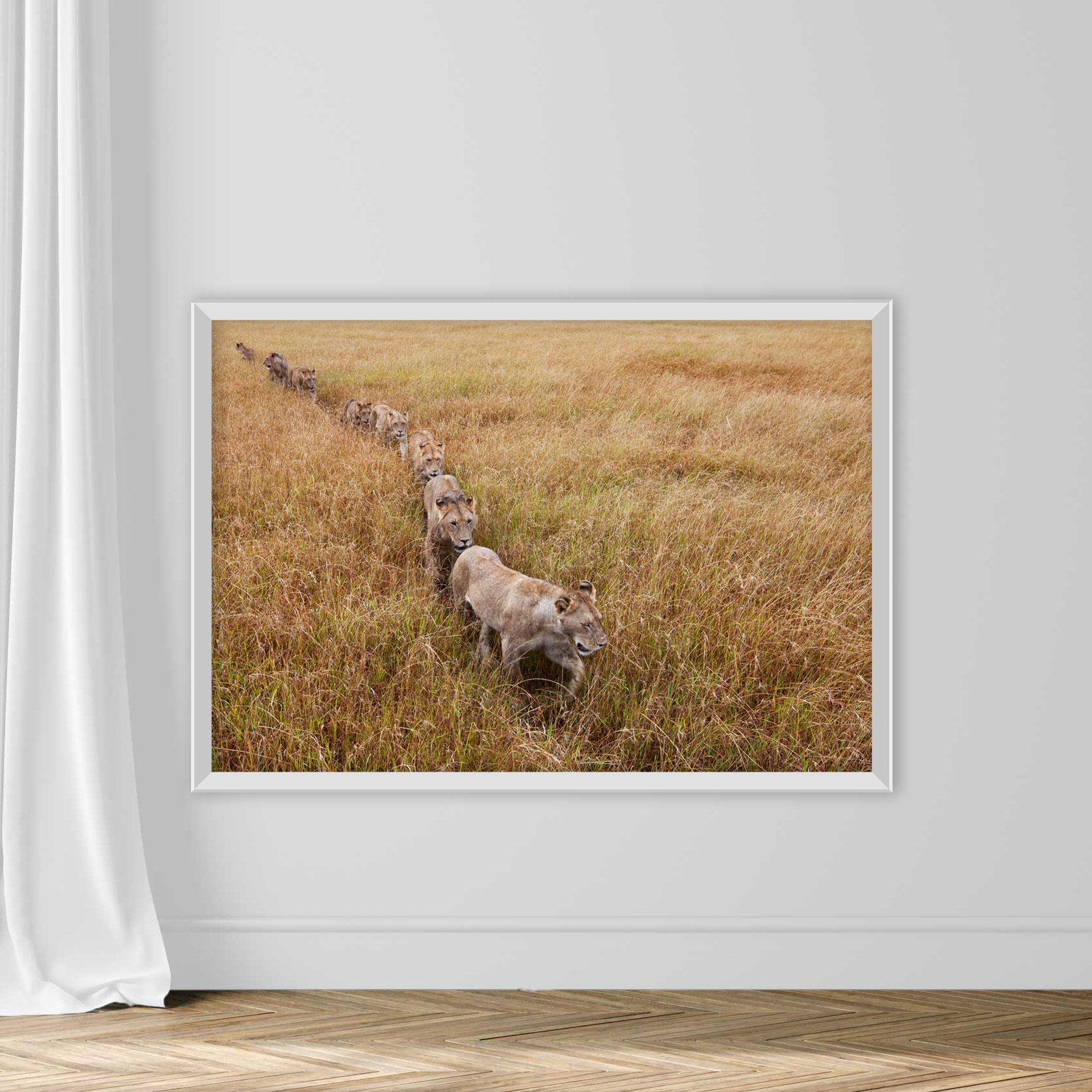 Lion pride walking through grass - Image 2