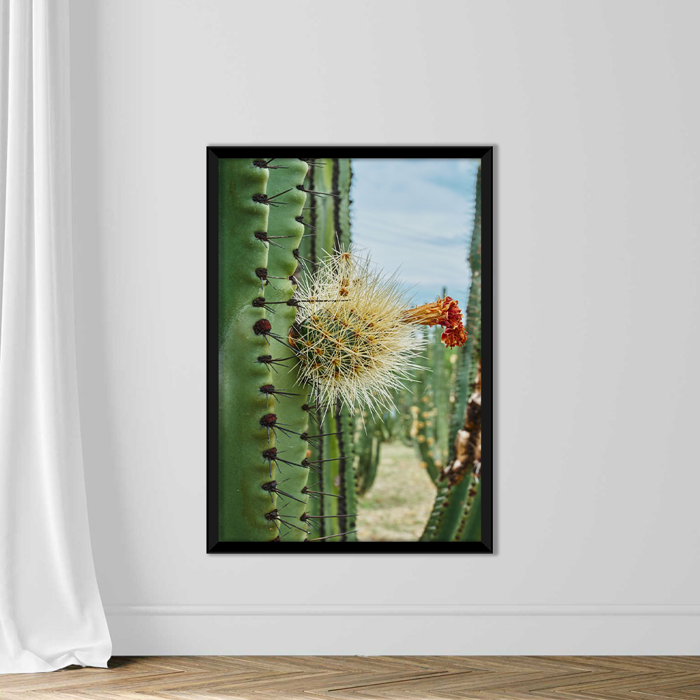 Cactus orchard yielding rich pitayas, balls with spines on the bodies on a cloudy day - Image 3