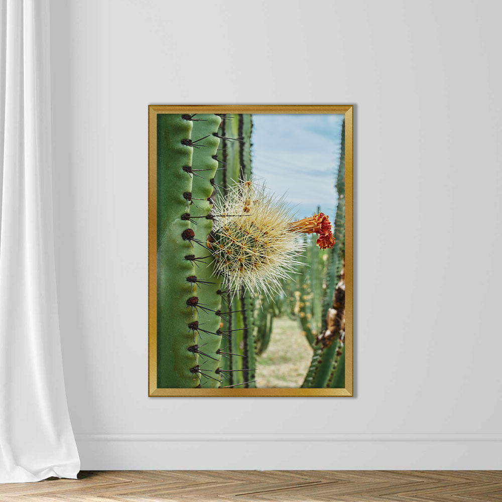 Cactus orchard yielding rich pitayas, balls with spines on the bodies on a cloudy day - Image 5