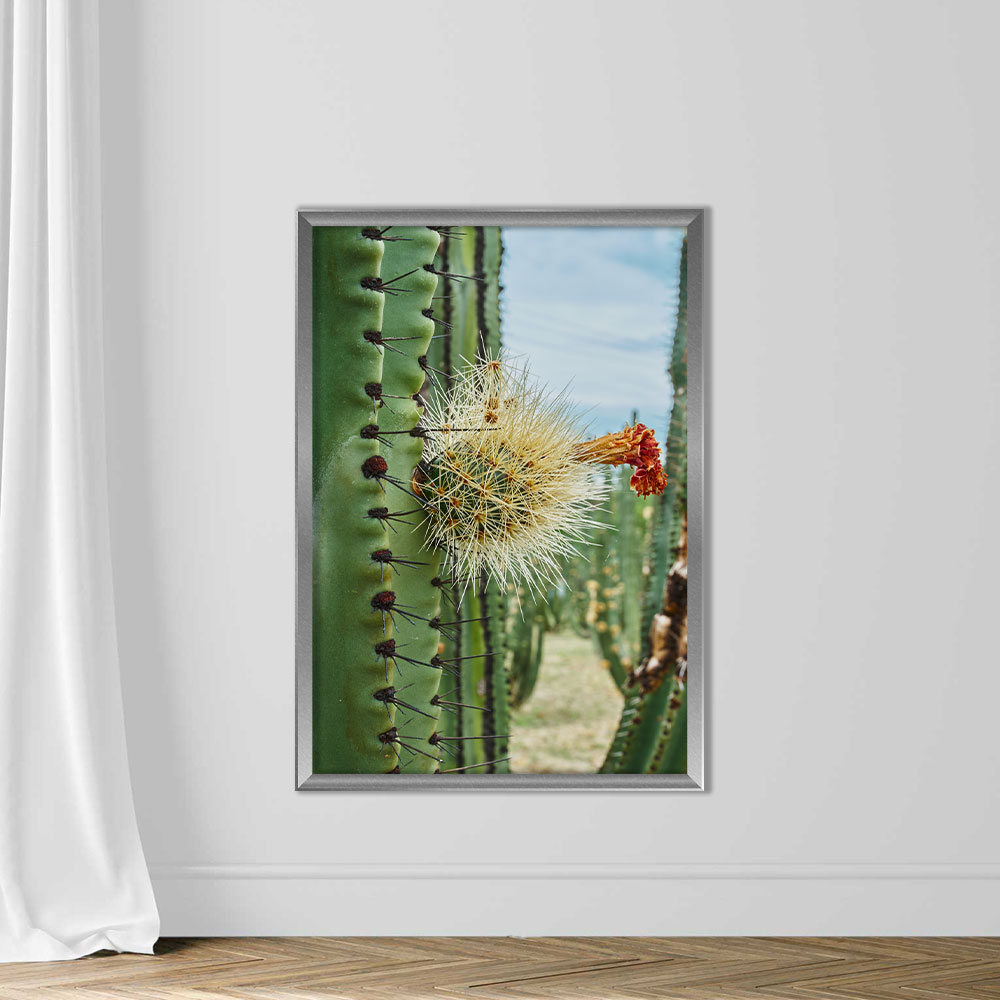 Cactus orchard yielding rich pitayas, balls with spines on the bodies on a cloudy day - Image 4