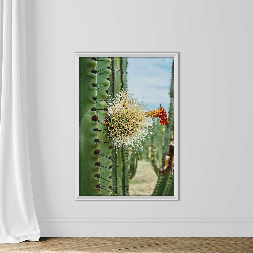 Cactus orchard yielding rich pitayas, balls with spines on the bodies on a cloudy day - Image 2