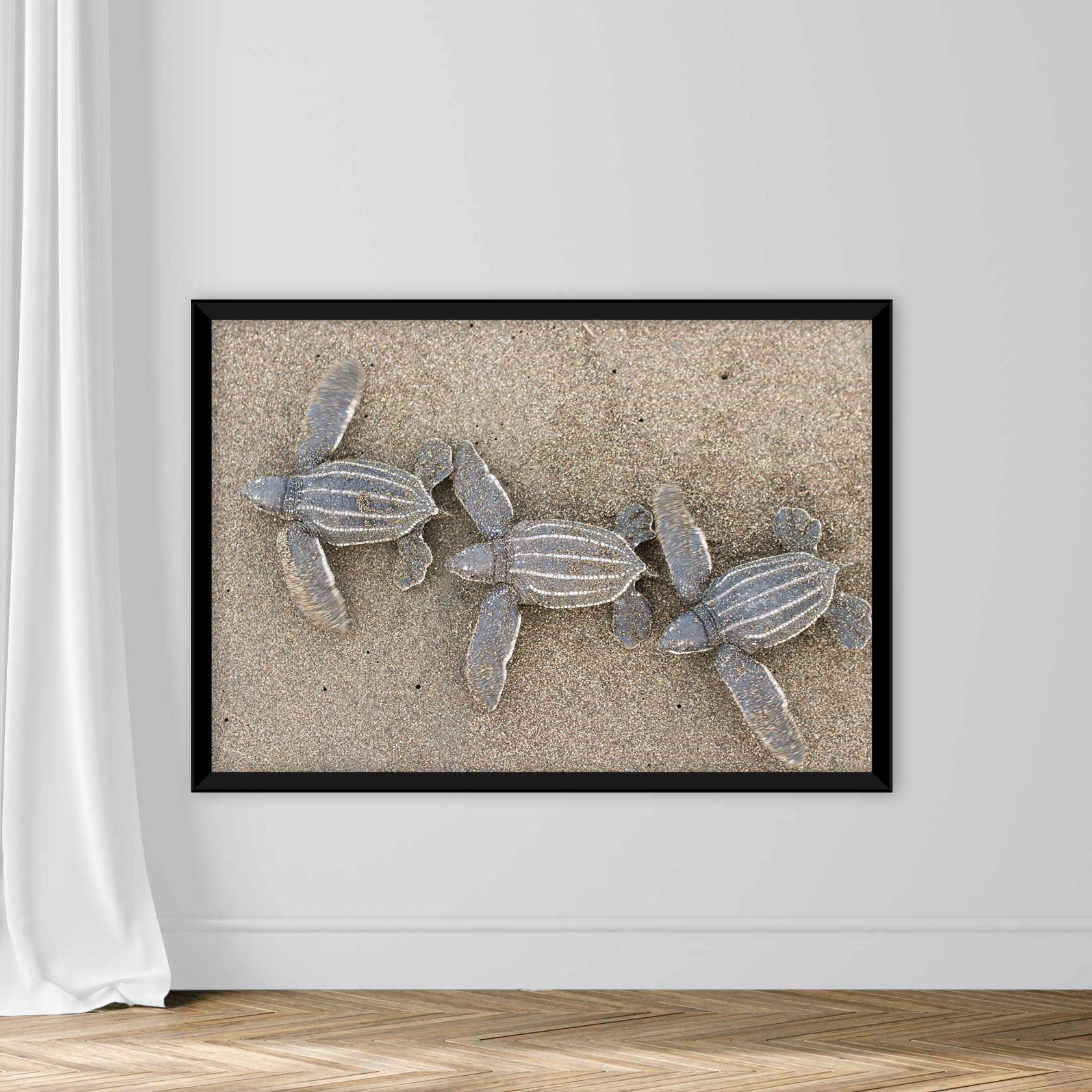 Baby Leatherback Sea Turtles - Image 3