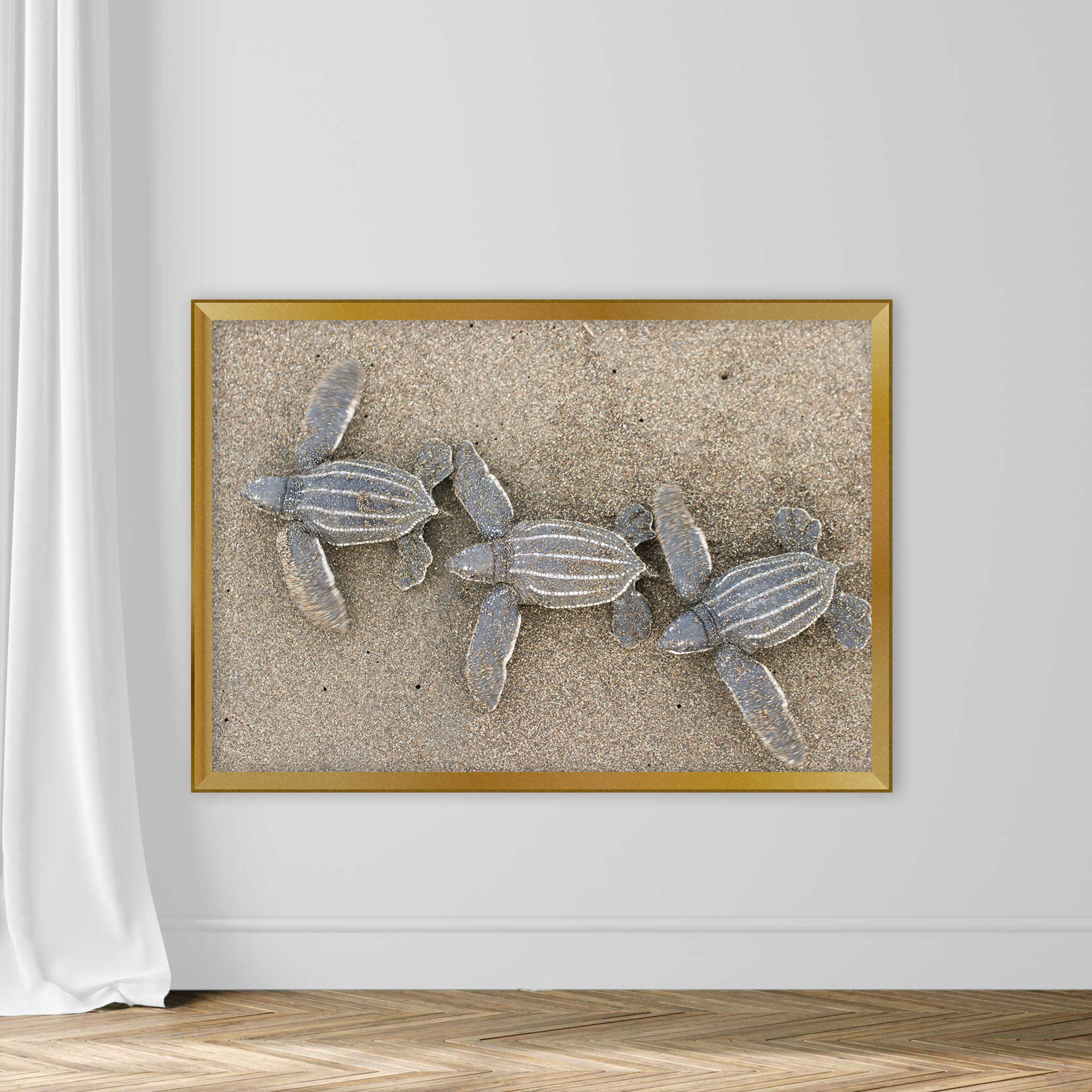 Baby Leatherback Sea Turtles - Image 5