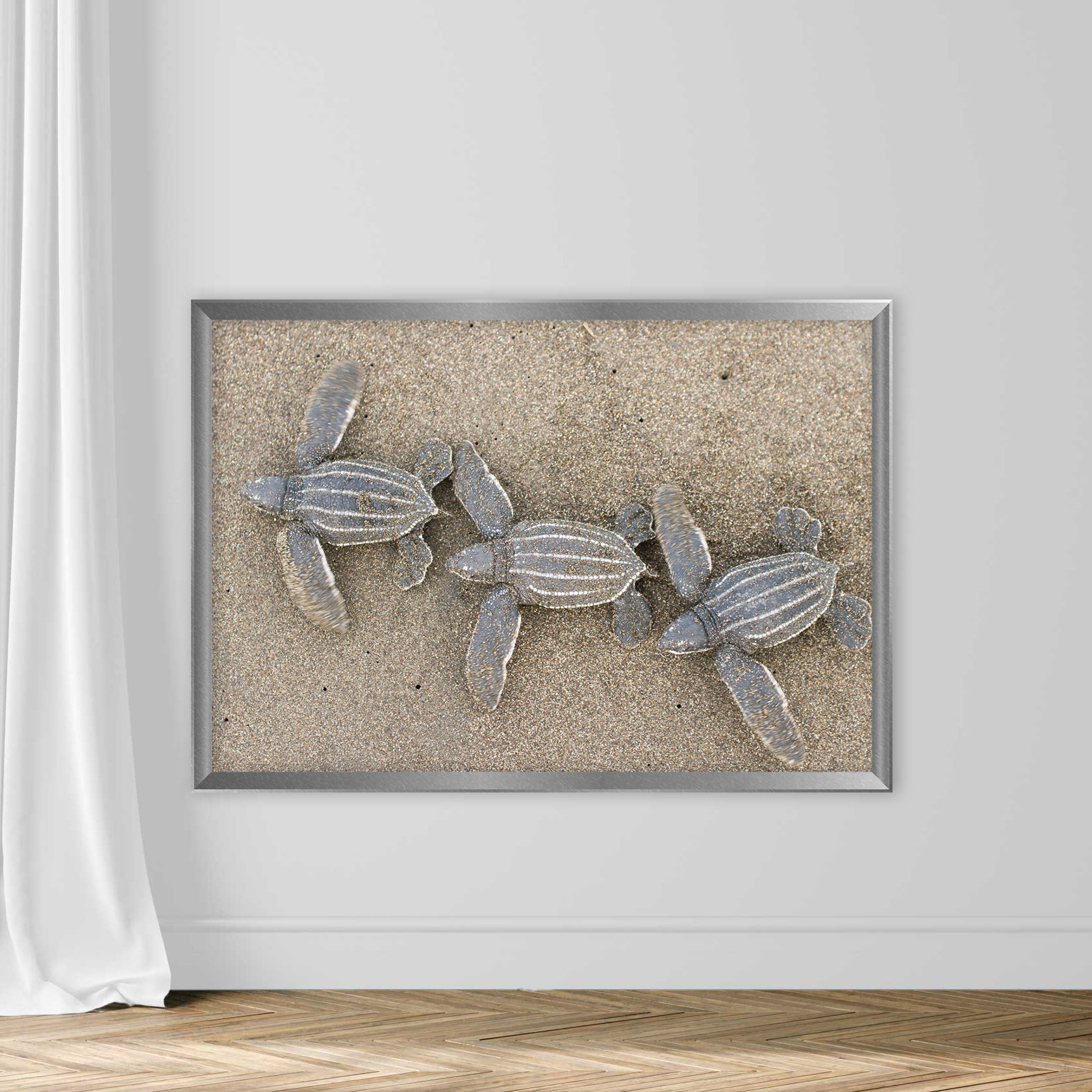 Baby Leatherback Sea Turtles - Image 4