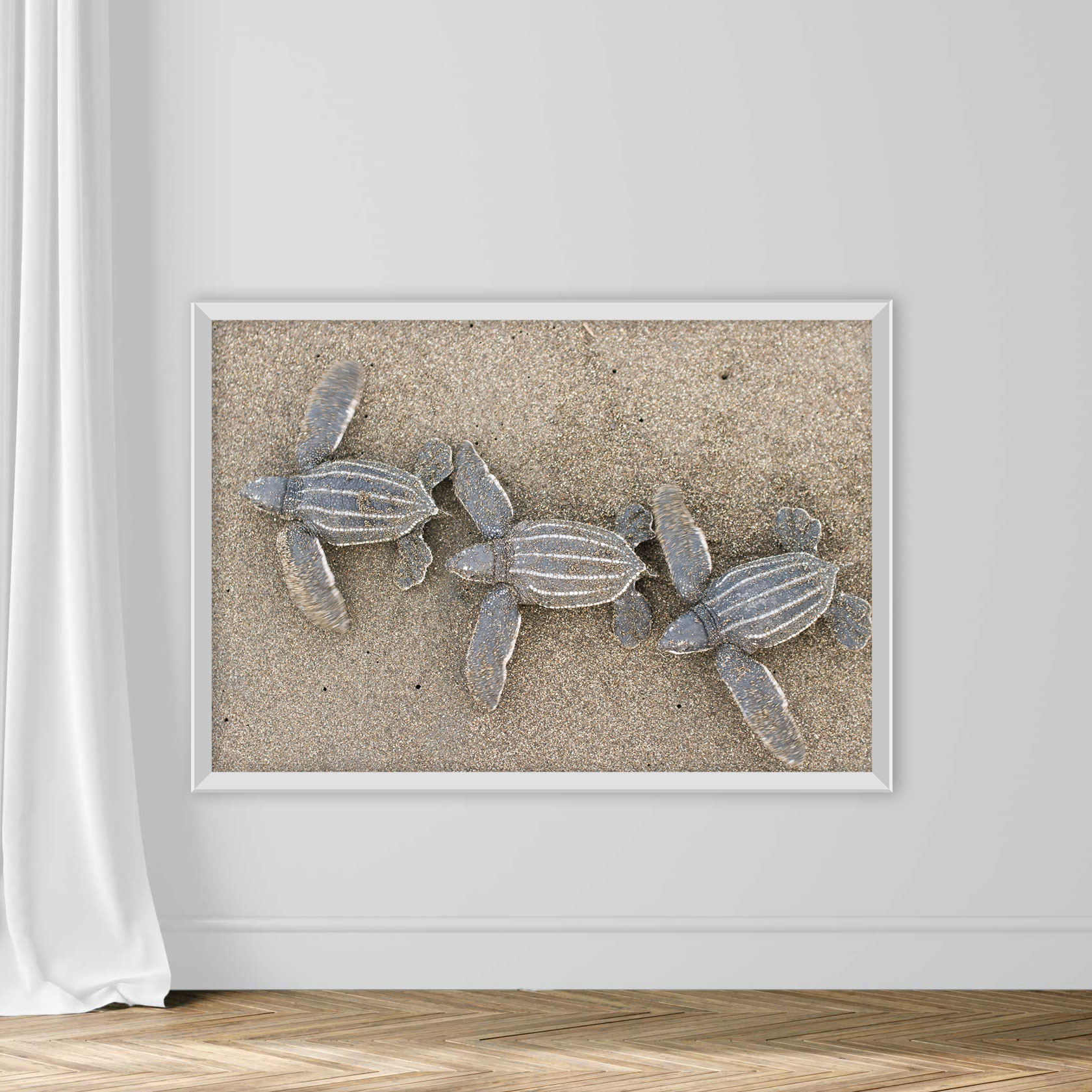 Baby Leatherback Sea Turtles - Image 2