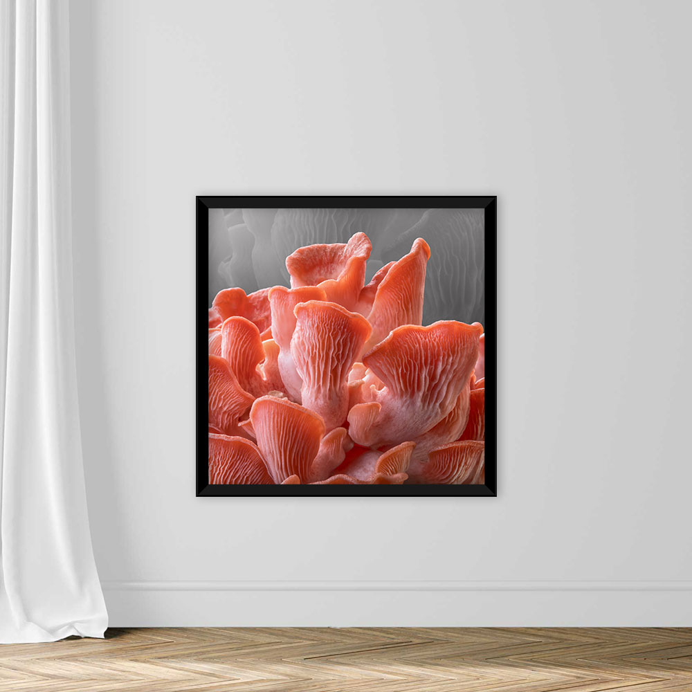 Edible Pink Oyster Mushrooms - Image 3