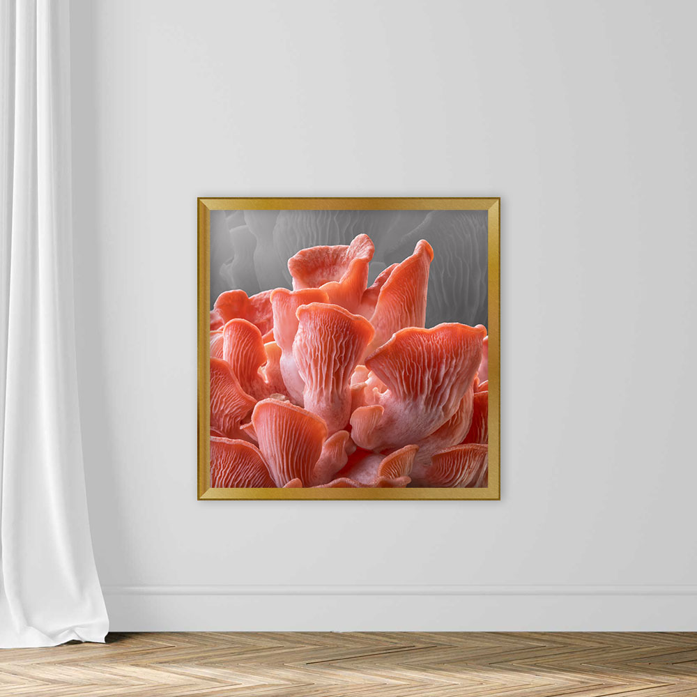 Edible Pink Oyster Mushrooms - Image 5