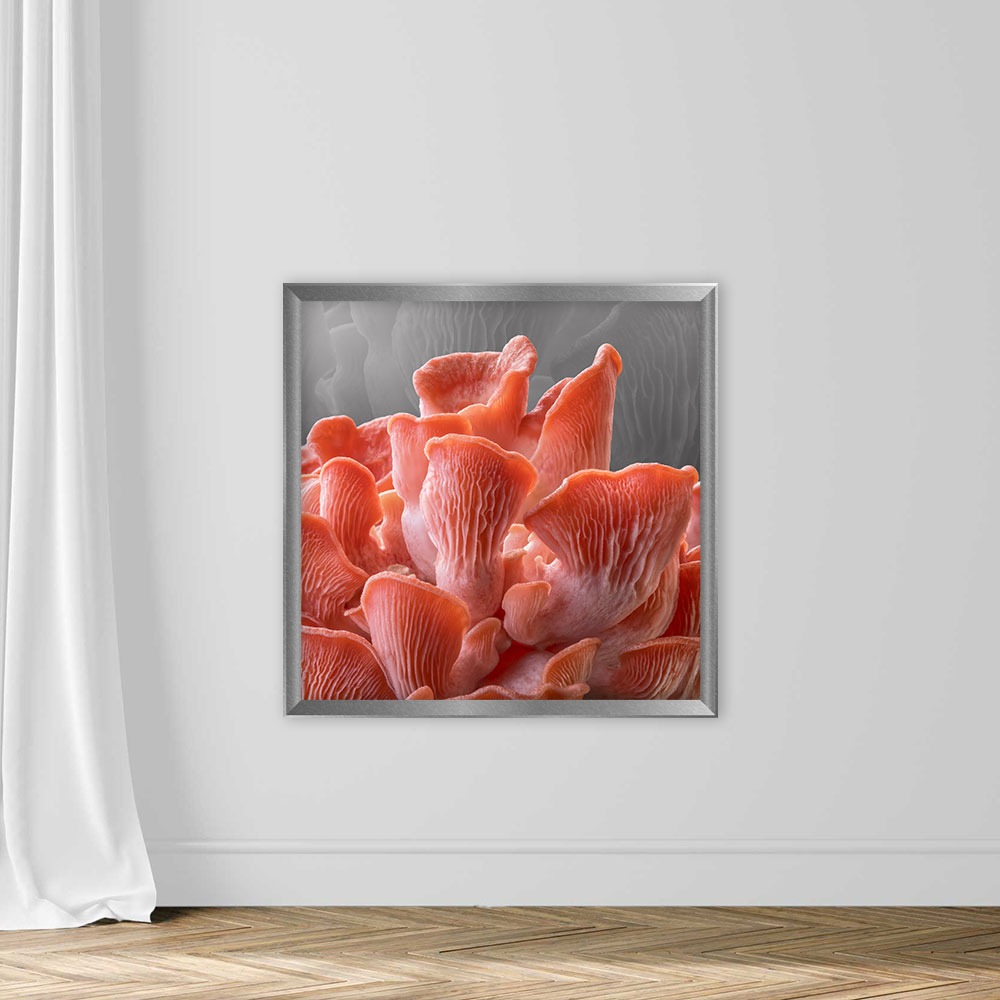 Edible Pink Oyster Mushrooms - Image 4