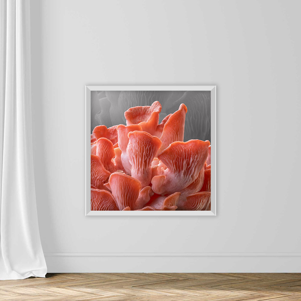 Edible Pink Oyster Mushrooms - Image 2