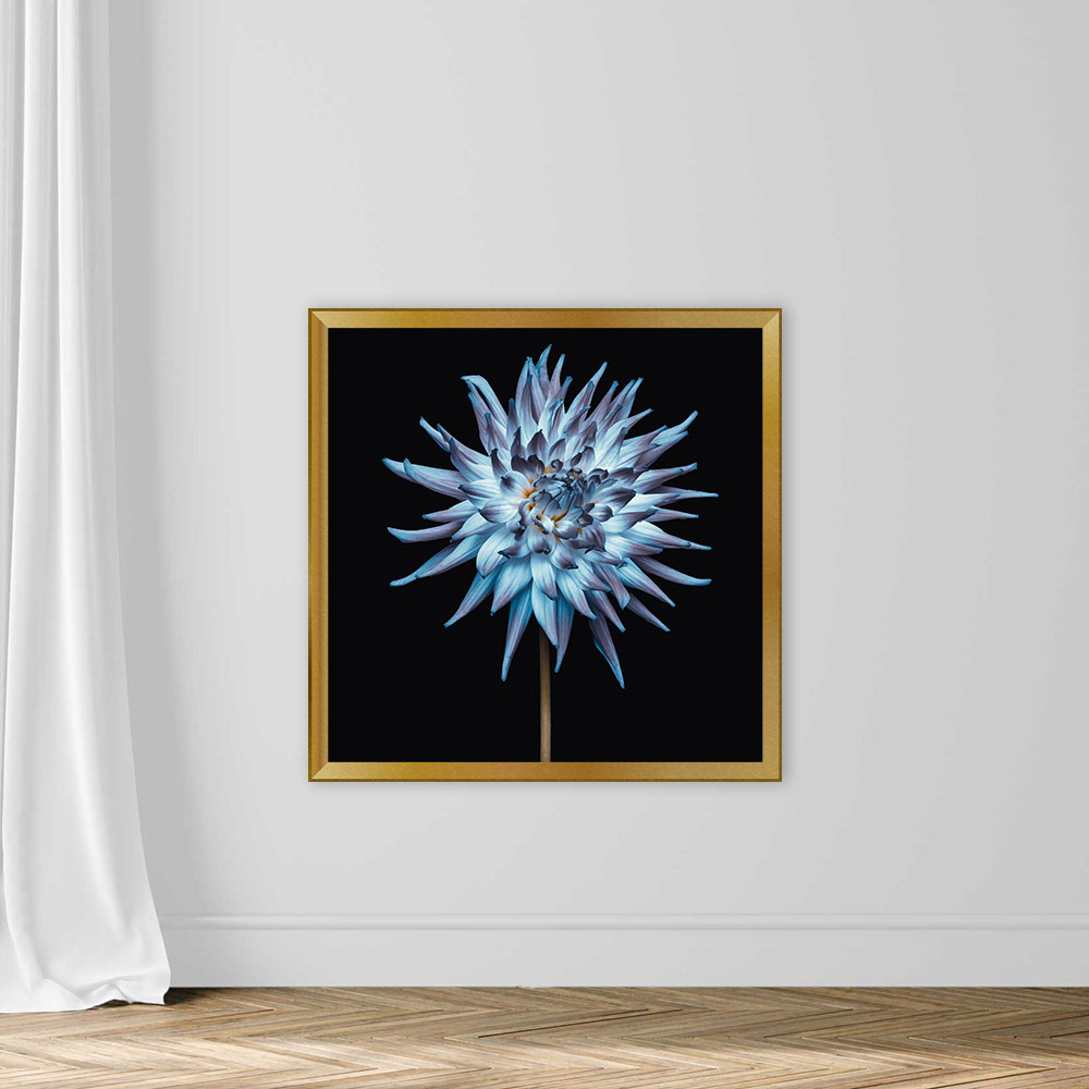 Close-Up Of Blue Dahlia Against Black Background - Image 5