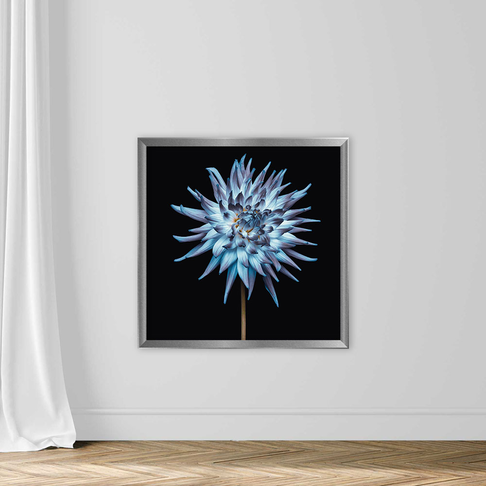 Close-Up Of Blue Dahlia Against Black Background - Image 4